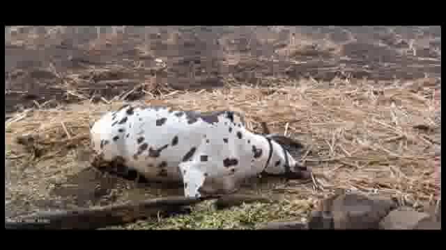 उदगीर तालुक्यात ठीक ठिकाणी वीज कोसळून शेतकऱ्यांची जनावरे दगावली