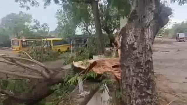 जानापूर परिसरात वादळी वाऱ्यामुळे मोठ मोठे झाडे तुटून पडली