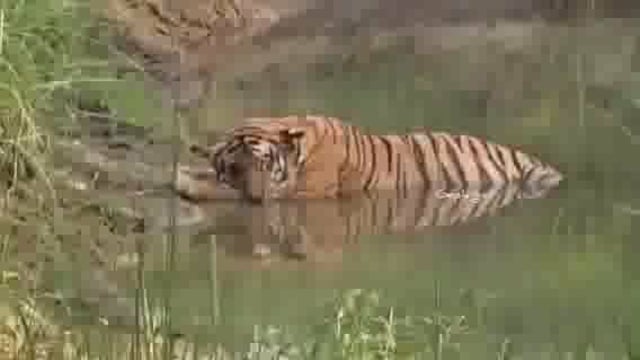 दुधवा नेशनल पार्क का एक टाइगर लापता था आज जाकर मिला है