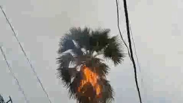 बगहा में ठनका गिरा तो पेड़ में लगी आग 