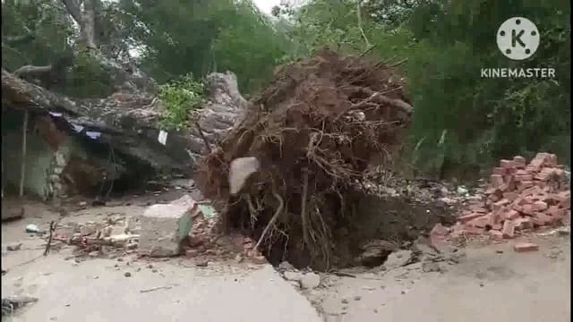 तेज आंधी तूफान के कारण दो घरों पर गिरा विशाल पीपल का पेड़ बाल बाल बच्चे लोग