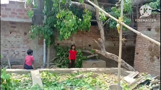 आंधी तूफान से दो महादलित परिवारों के घर पर गिरे विशाल पेड़ की खबर सुनकर मदद के लिए पहुंच रहे लोग