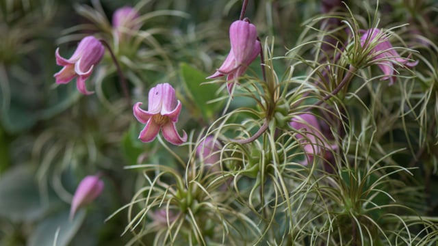 Alla Olkhovska on Clematis