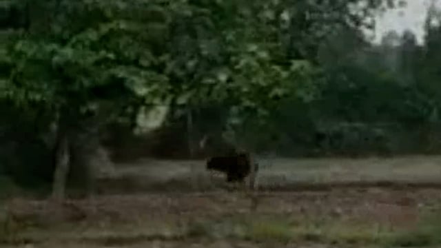 जंगल से भटक कर गांव में पहुंचा भालू ,लोगों में दहशत। रेस्क्यू के लिए पहुंची वन विभाग की टीम