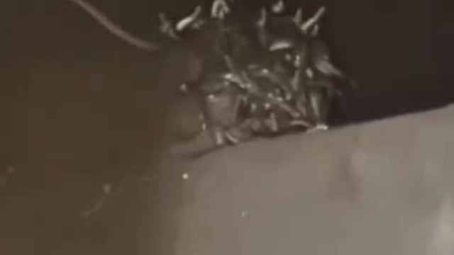 उत्तर प्रदेश के महाराजगंज जिले में एक खौफनाक घटना सामने आई, जब एक घर में एक साथ खतरनाक सांपों का गुच्छा देखा गया। यह दृश्य घर के मालिक के लिए बेहद डरावना था, जब उन्होंने अपने घर में सांपों की मौजूदगी को महसूस किया और तुरंत वन विभाग की टीम को सूचित किया।
#accident