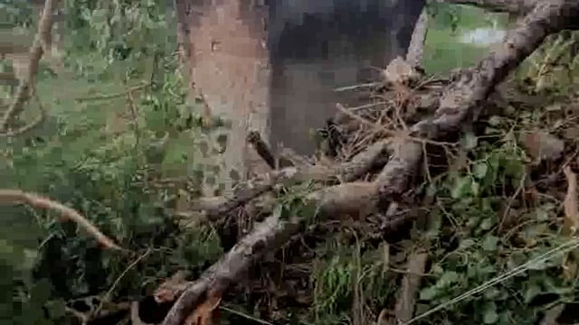 तूफान ने गिराया 200 साल पुराना विशालकाय पीपल का पेड़