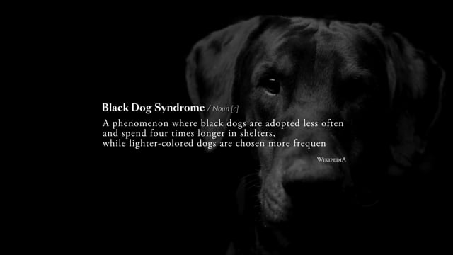 The Black Dog(s)