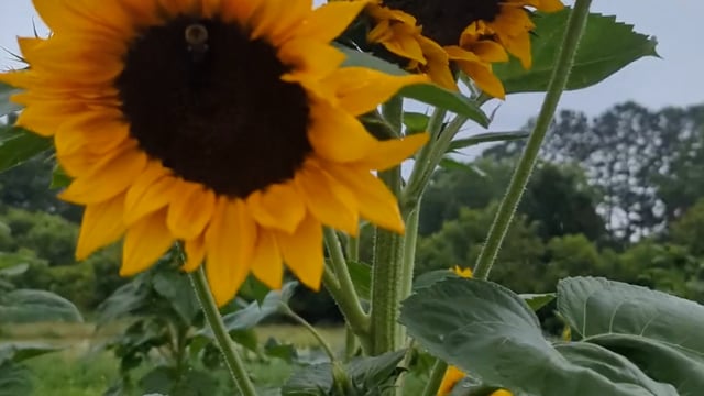 Sunflowers growing in a field