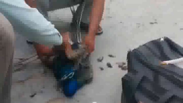 राष्ट्रीय पक्षी को आवारा स्वानों ने हमला कर किया घायल समाजसेवी लगे हैं उपचार में