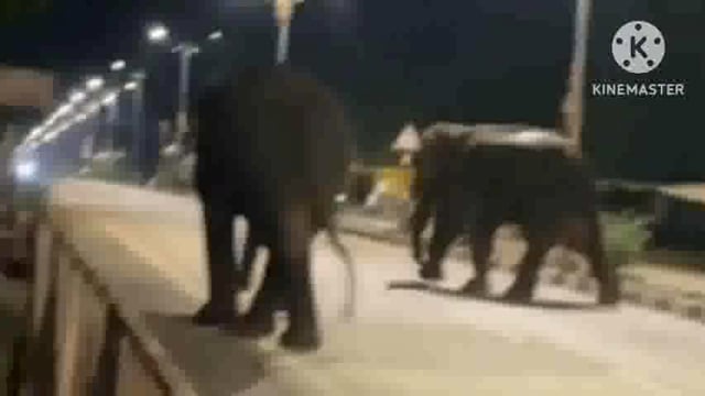 चक्क हत्ती पोहोचले गडचिरोली शहरात, हत्तींच्या दर्शनाने शहरात भीतीचे वातावरण,