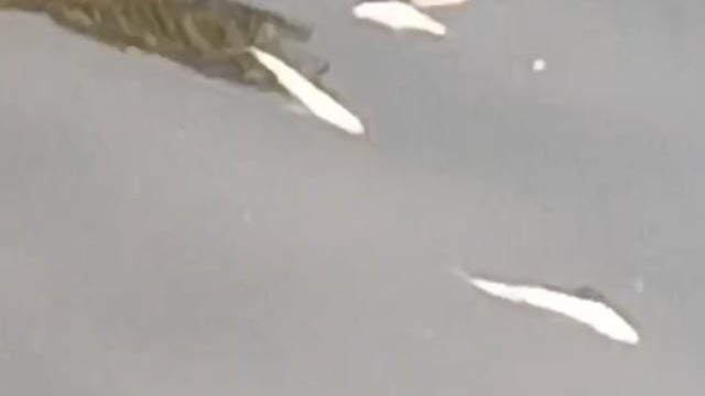 दानोगढ़ कर्मनाशा नदी में जहर डालकर मछली मारने के आरोप में तीन अभियुक्तों के खिलाफ मुकदमा पंजीकृत