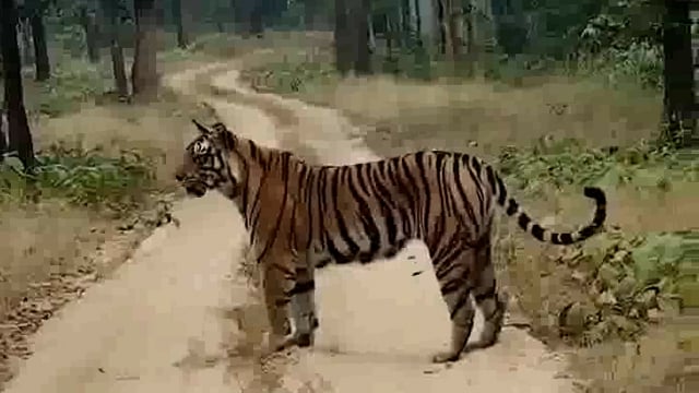 लखीमपुर- दुधवा नेशनल पार्क की किशनपुर वन सेंचुरी में एक साथ कई बाघों की साइटिंग का दावा करते हुए 