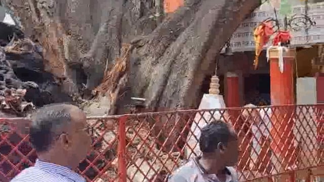 धराशायी हुआ पाण्डेय बाबा मन्दिर का विशालकाय पेपल का पेड़