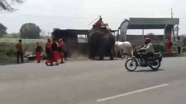 मध्य प्रदेश: बीच सड़क पर हाथी और घोड़े में भिड़ंत, खेत छोड़कर भागा हाथी#fight