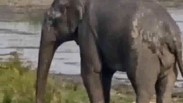 भीषण गर्मी से परेशान टाइगर रिजर्व के वन्य जीव पानी में आनंद लेते हुए