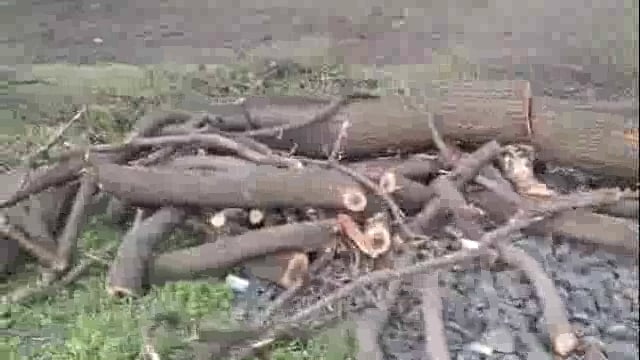 माळेवाडी रस्त्याच्या कडेला असलेल्या वृक्षांची अवैधपणे कत्तली सुरू