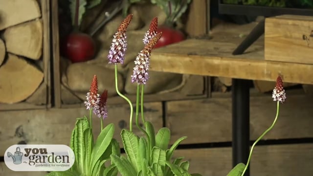 'Red Hot Poker Primula' 