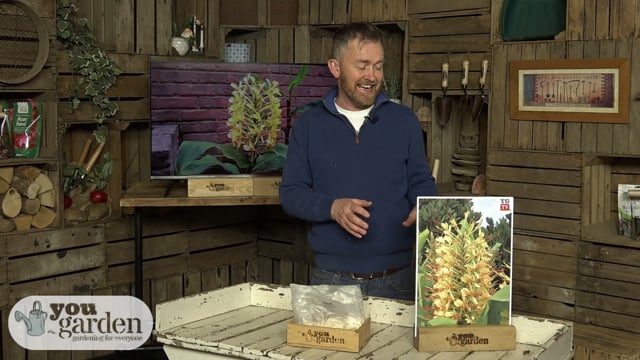 Pair of Hardy Ginger Lily tubers~Welcome To The YouGarden Website