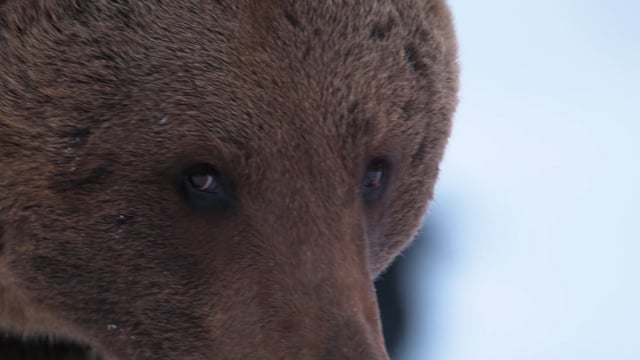 Winter of the Bear Promo