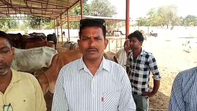 गौशाले पर गोवंशो को गुड और हरा चारा खिलाकर मुख्यमंत्री योगी आदित्यनाथ का जन्मदिन कार्यकर्ताओं ने मनाया