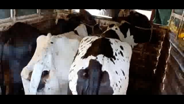 उदगीरात कत्तलीसाठी आणलेल्या आठ गोवंशाची पोलिसांकडून सुटका,दोघांवर गुन्हा नोंद