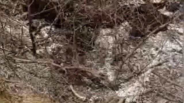 यमुना एक्सप्रेसवे के सर्विस रोड के समीप गोवंश का मिला जला हुआ शव हिंदूवादी संगठनों में आक्रोश