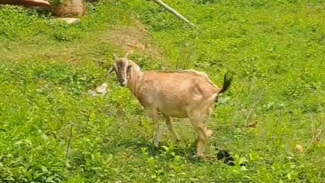  धरहरा गांव के कासी यादव के घर की छत के उपर गुजर रहे हाई वोल्टेज बिजली तार के चपेट आई तीन बकड़ी, बची जान