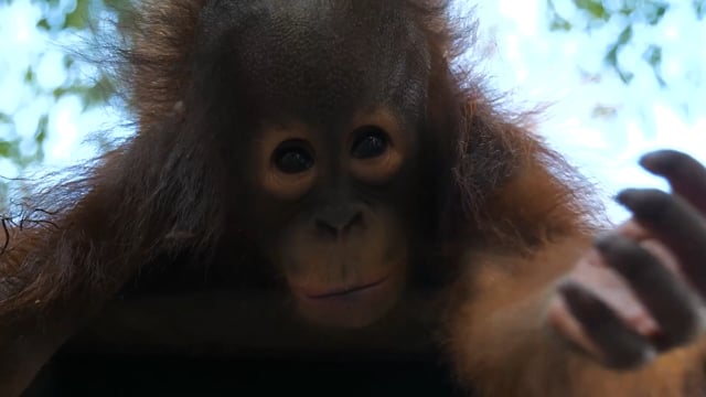 Vimeo video thumbnail