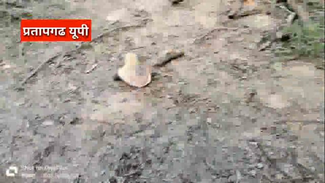 UP के प्रतापगढ़ जिले से दिनभर की बड़ी खबरें। 12/06/2025 #pratapgarh #latestnews  @reporteJitendra 