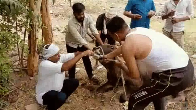  सामाजिक युवा संगठन हसनपुर के युवाओं ने घायल गोवंश की बचाई जान