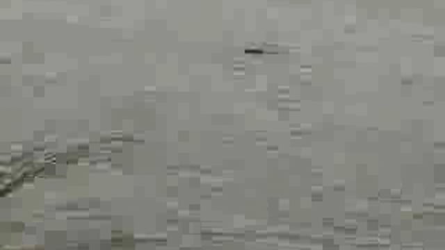 ➡️.....गोंडा से दिल दहला देने वाली घटना
 घाघरा नदी में मगरमच्छ ने बच्चे को बनाया निवाला
➡️ 13 साल का बच्चा भैंस नहलाते वक्त बना शिकार
➡️ मगरमच्छ बच्चे को खींचकर गहराई में ले गया
➡️ बचाने की कोशिशें रहीं नाकाम
➡️ वन विभाग और गोताखोरों की टीम मौके पर तैनात
उमरी बेगमगंज के सनौली गांव की घटना

#GondaNews #CrocodileAttack #GhaghraRiver #UPNews | @gondapolice