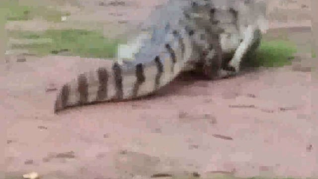 लगातार हो रही बारिश के बीच बेतवा नदी का बढ़ा जलस्तर, स्कूल परिसर में घुसा विशालकाय मगरमच्छ, ललितपुर तहसील क्षेत्र में।