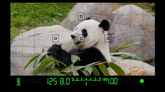 Video Animal photographer
