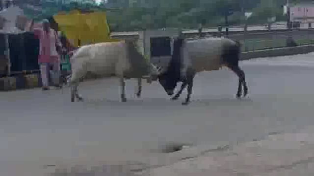झाँसी मऊरानीपुर में सांडों का आतंक, बीच सड़क पर दिखी सांडो के बीच वर्चस्व की लड़ाई, इतनी खतरनाक लड़ाई जिससे कि कोई बड़ा 