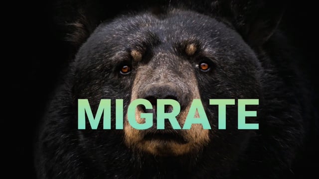 Video MIGRATE DLX COIN by Dr. Michael Rubinstein - Trick (VT)