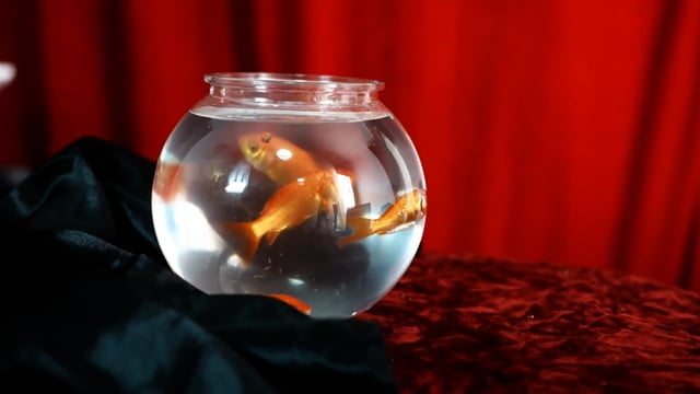 Video Flash Fish Production by LT Magic