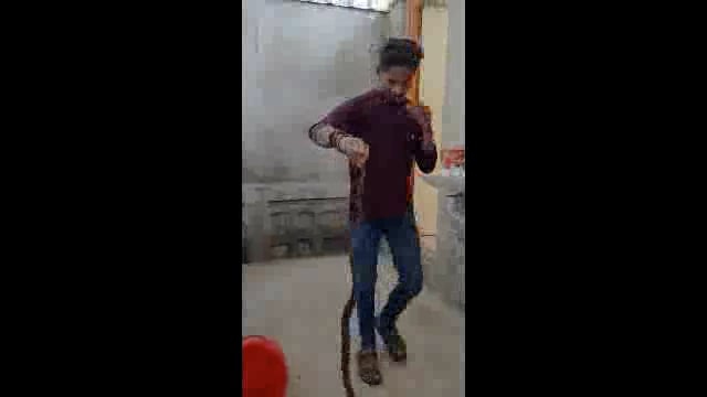 सोमनाथपूर येथे गोडाऊन मध्ये आढळला कोब्रा जातीचा नाग,सर्प मित्राने दिले जीवदान