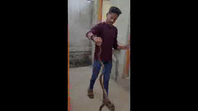 सोमनाथपूर येथे गोडाऊन मध्ये आढळला कोब्रा जातीचा नाग,सर्प मित्राने दिले जीवदान