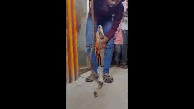 सोमनाथपूर येथे गोडाऊन मध्ये आढळला कोब्रा जातीचा नाग,सर्प मित्राने दिले जीवदान