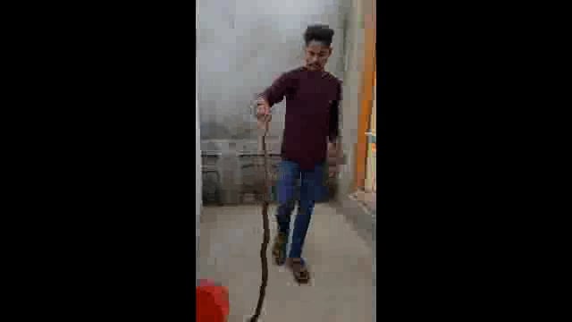 सोमनाथपूर येथे गोडाऊन मध्ये आढळला कोब्रा जातीचा नाग,सर्प मित्राने दिले जीवदान