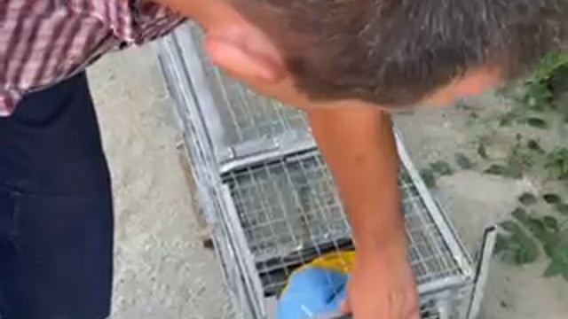 Capcană pentru un câine, o pisică. Ловушка для собаки, кошки. Живьем, без повреждений. video thumbnail 1