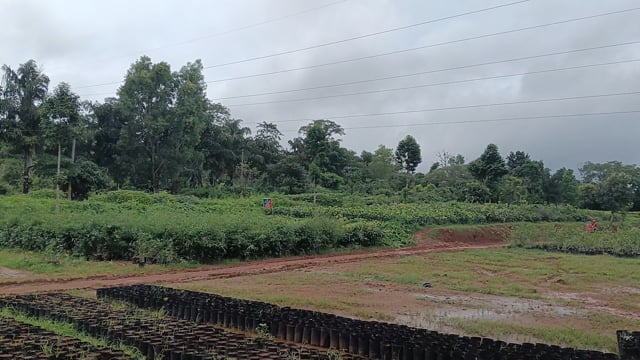 କୋରାପୁଟ ବନ ବିଭାଗ ତରଫରୁ ଚାରା ପ୍ରଦାନ ରେ ଦୃନିତି l