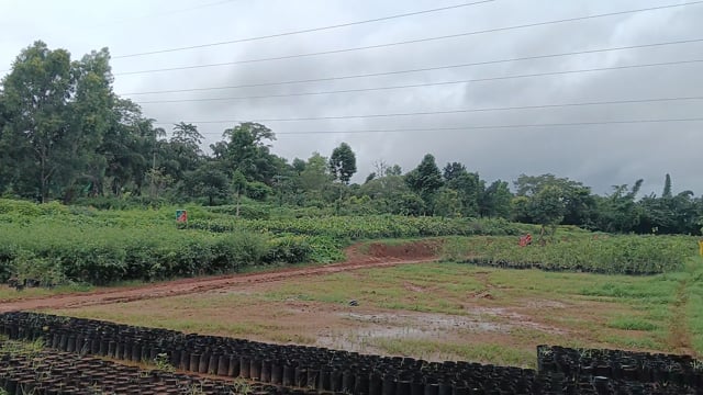 କୋରାପୁଟ ବନ ବିଭାଗ ତରଫରୁ ଚାରା ପ୍ରଦାନ ରେ ଦୃନିତି l