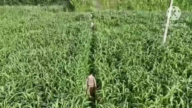 हरिद्वार! कच्ची शराब माफियाओं पर पुलिस का बड़ा वार! दस हजार लीटर लाहन किया नष्ट!