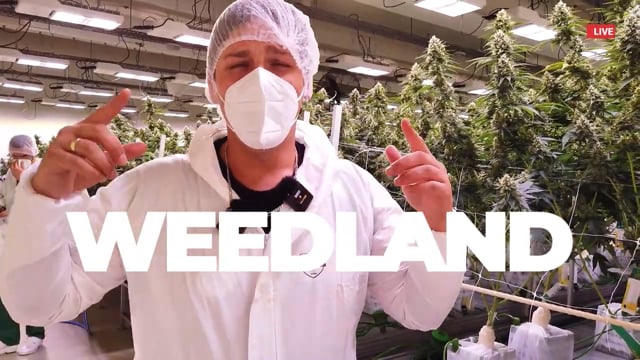 Gorilla Zkittlez Harvest: SCROG North Macedonia