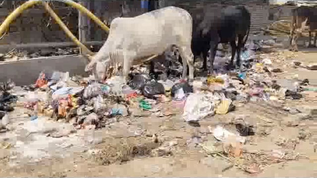  कूड़ा खाती दिखीगौ माता नगर निगम को धेरा छाया गौतम ने