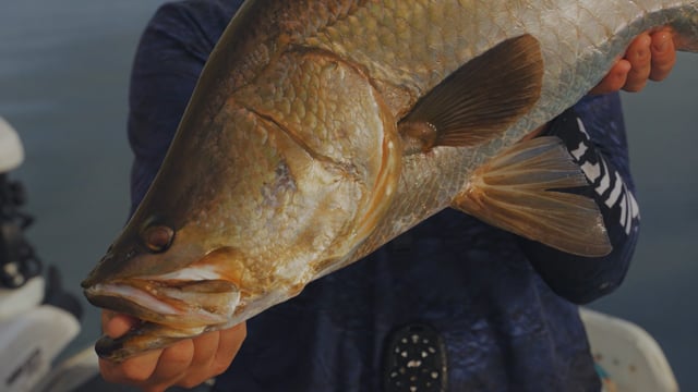 Daiwa 25 TD SOL And Limited TD Hyper - SOL Combo Edition video thumbnail