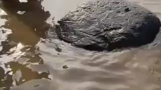 उत्तर प्रदेश
गाजीपुर के ददरी घाट पर सावन के दौरान गंगा नदी में एक भारी पत्थर तैरता हुआ दिखाई दिया,जिसे लेकर स्थानीय श्रद्धालुओं में भारी आस्था देखने को मिल रही है। यह लगभग 2 क्विंटल वज़न का पत्थर स्थानीय गोताखोरों द्वारा नदी से बाहर निकाला गया और घाट पर लाकर स्थापित किया गया, जहाँ श्रद्धालु इसे रामसेतु से जोड़ते हुए पूजन कर रहे हैं।