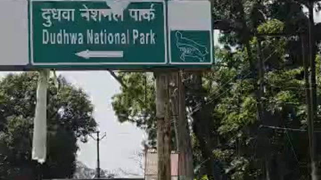 हादसे को दावत देता पलिया में खड़ा सूखा पेड़