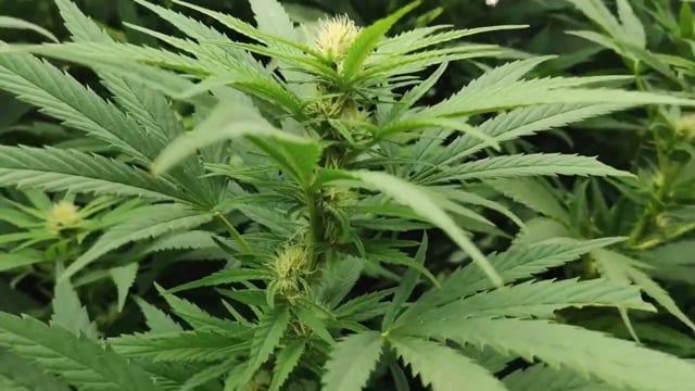 Cannabis Germination and Seeds: Indoor Growing Guide